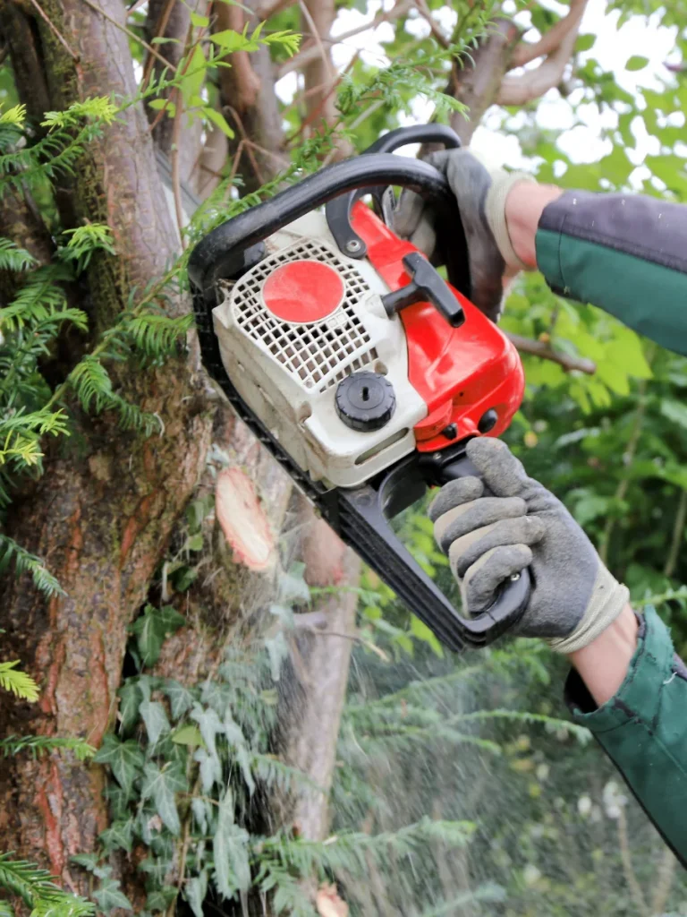 élagage d'arbres par un professionnel
